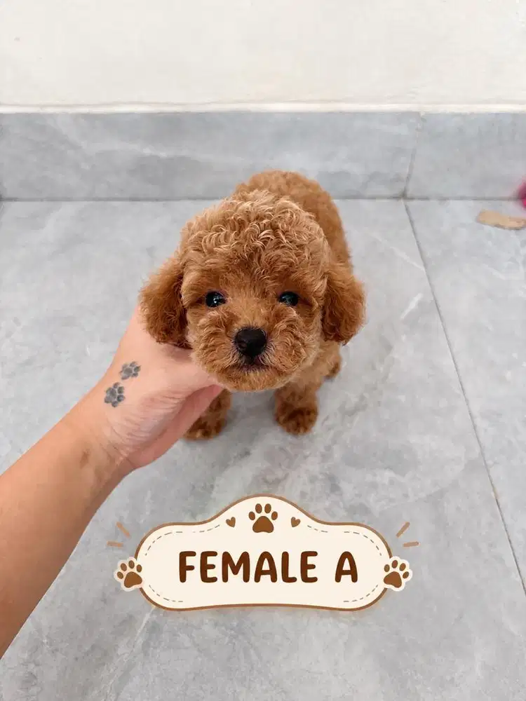 Poodle female tiny