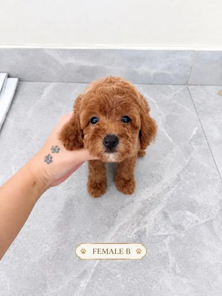 Male poodle murah
