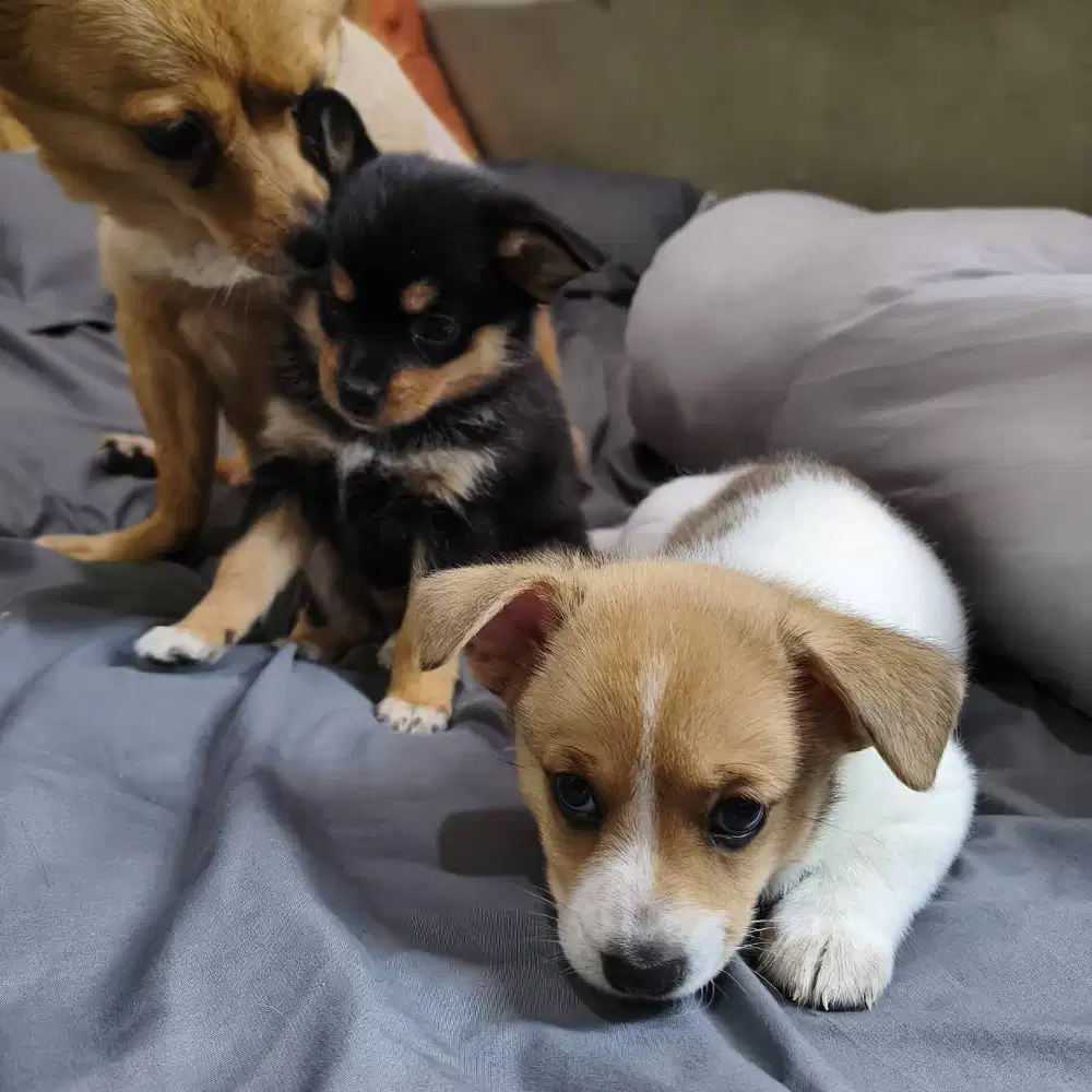 Jual anjing chihuahua mix umur 1 bulan 3 minggu cow cew lucu lucuuu