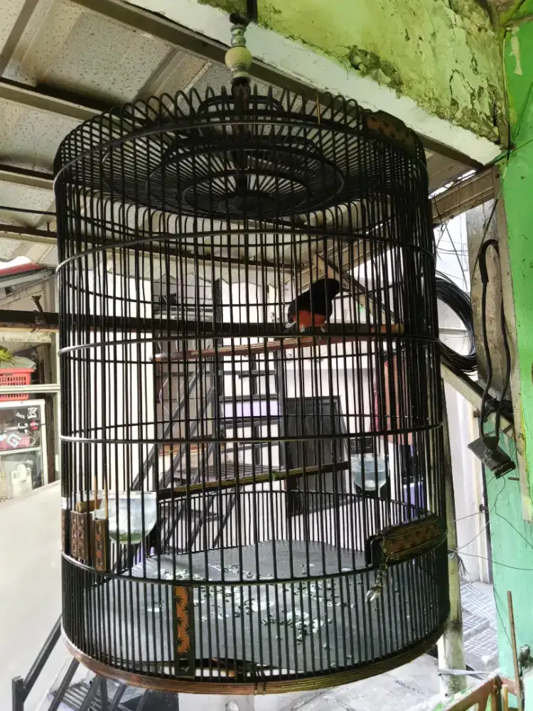 Murai trah bahorok