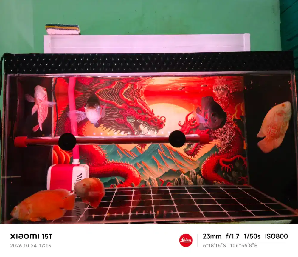 Fullset berserta ikan Oskar nya
