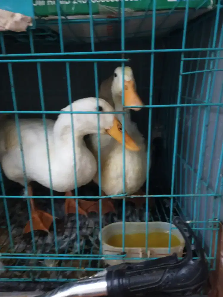 Bebek Peking sepasang bertelor