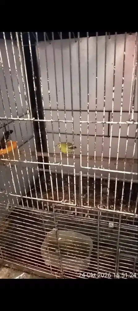 burung cipow bunyi burja