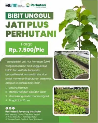 Bibit jati sp 1