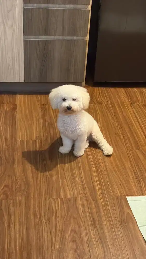 Jual poodle jantan lengkap surat
