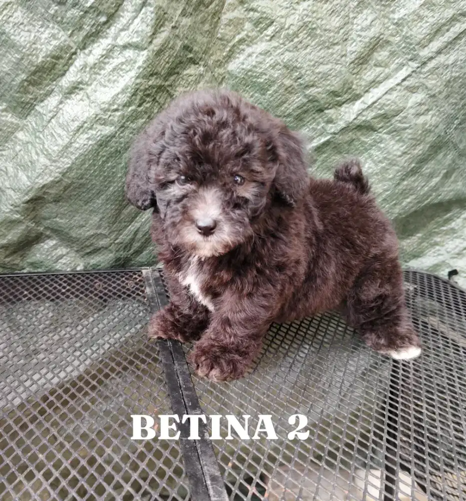 Poodle grey dan putih murah