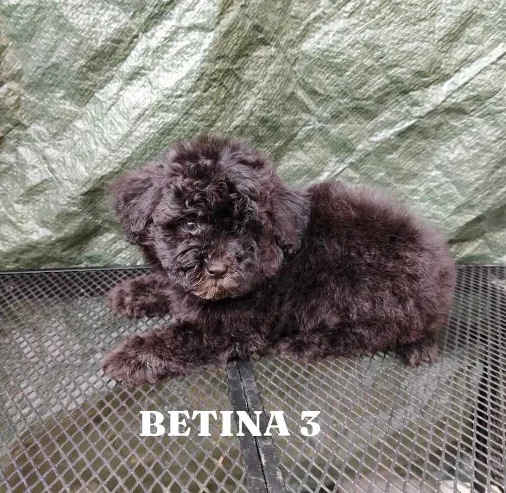 Poodle grey dan putih murah