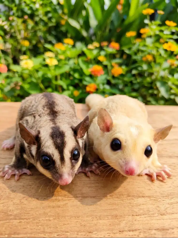Sugar Glider sepasang lucu sehat SG