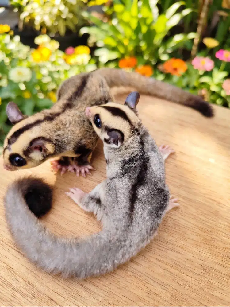 Sugar Glider sepasang lucu sehat SG
