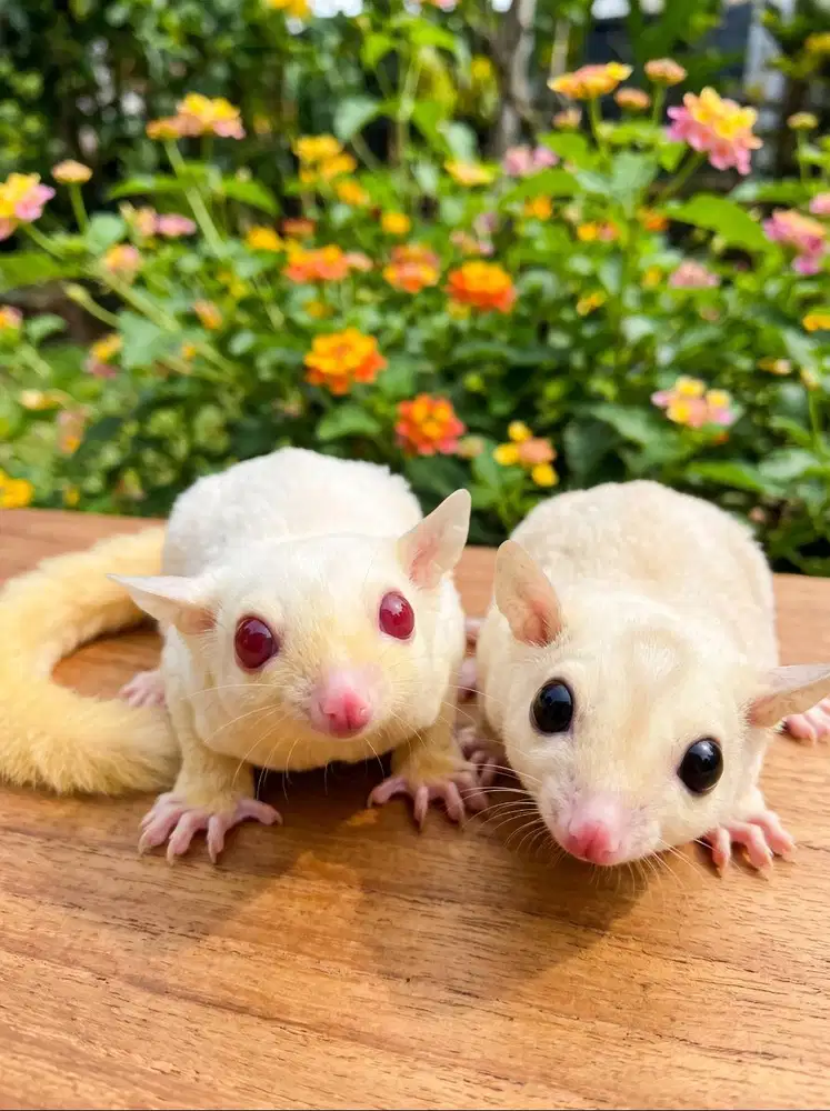 Sugar Glider sepasang lucu sehat SG jinak