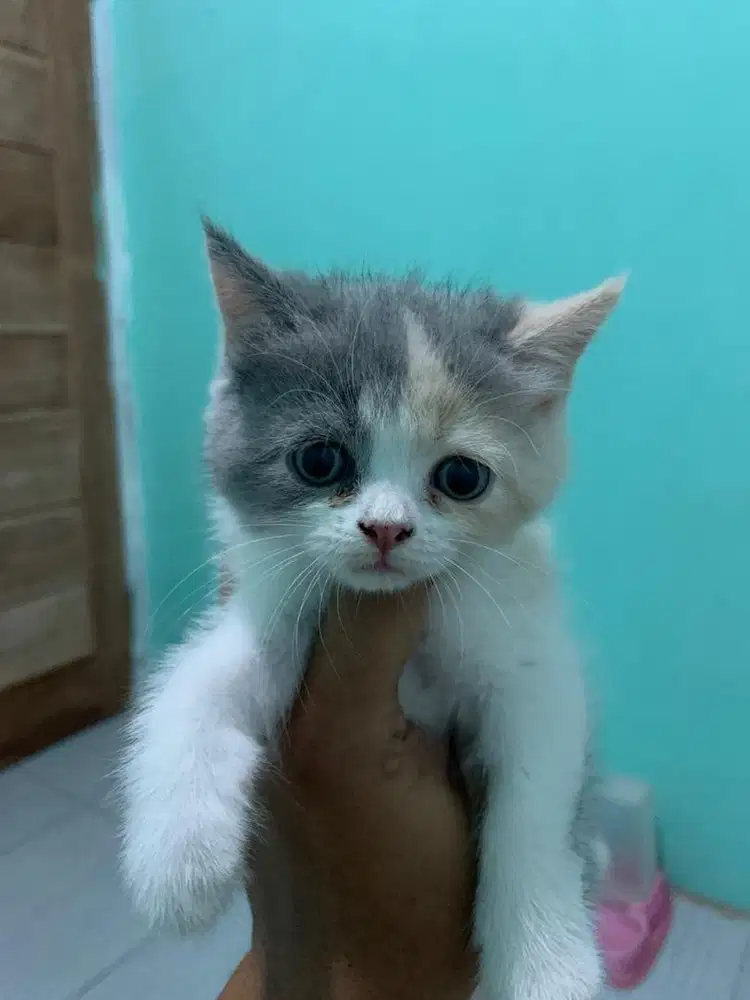 Kitten bsh x flatnose