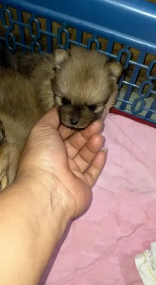 Anak Anjing Minipom ( superminipom )
