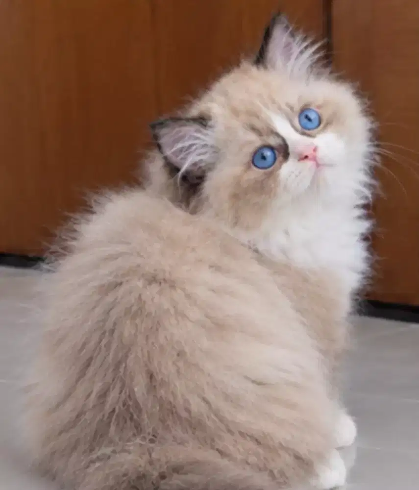 Ragdoll female line import