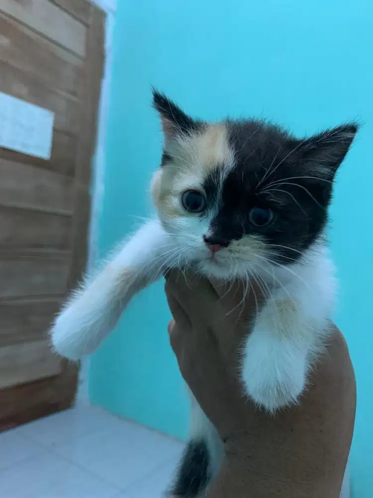 Kitten betina bsh x flat