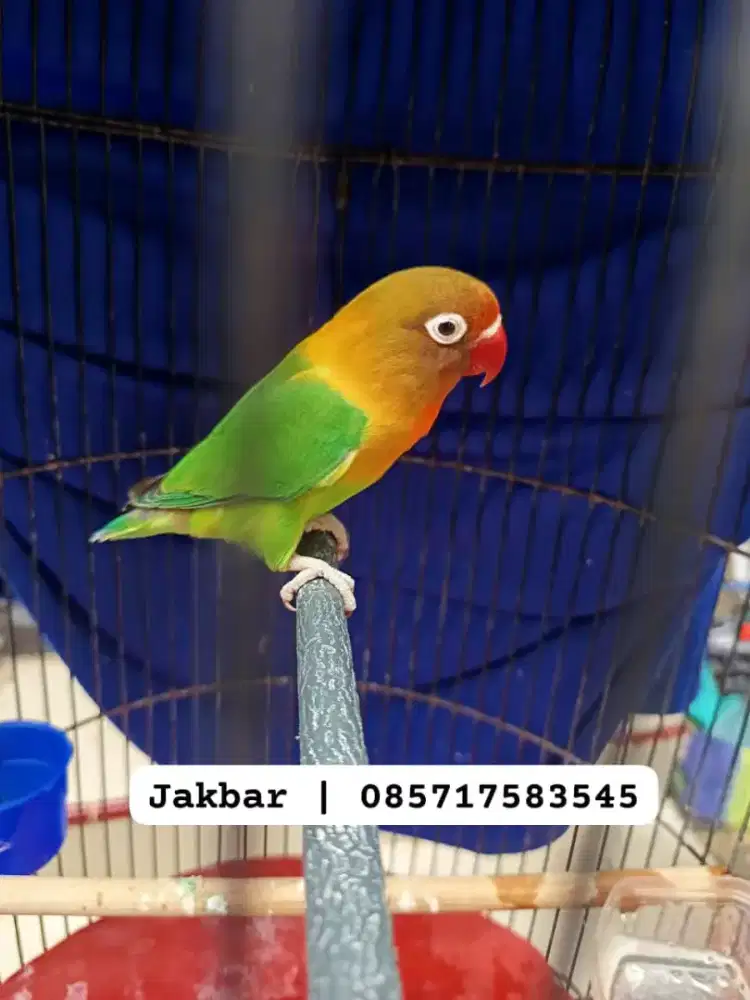 Lovebird betina Gacor