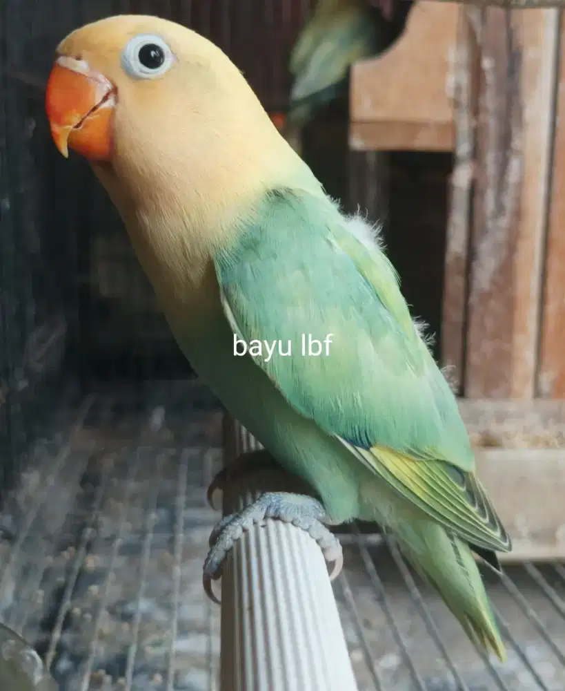 Burung Lovebird love bird Biola Aqua Pied Blue1 paud