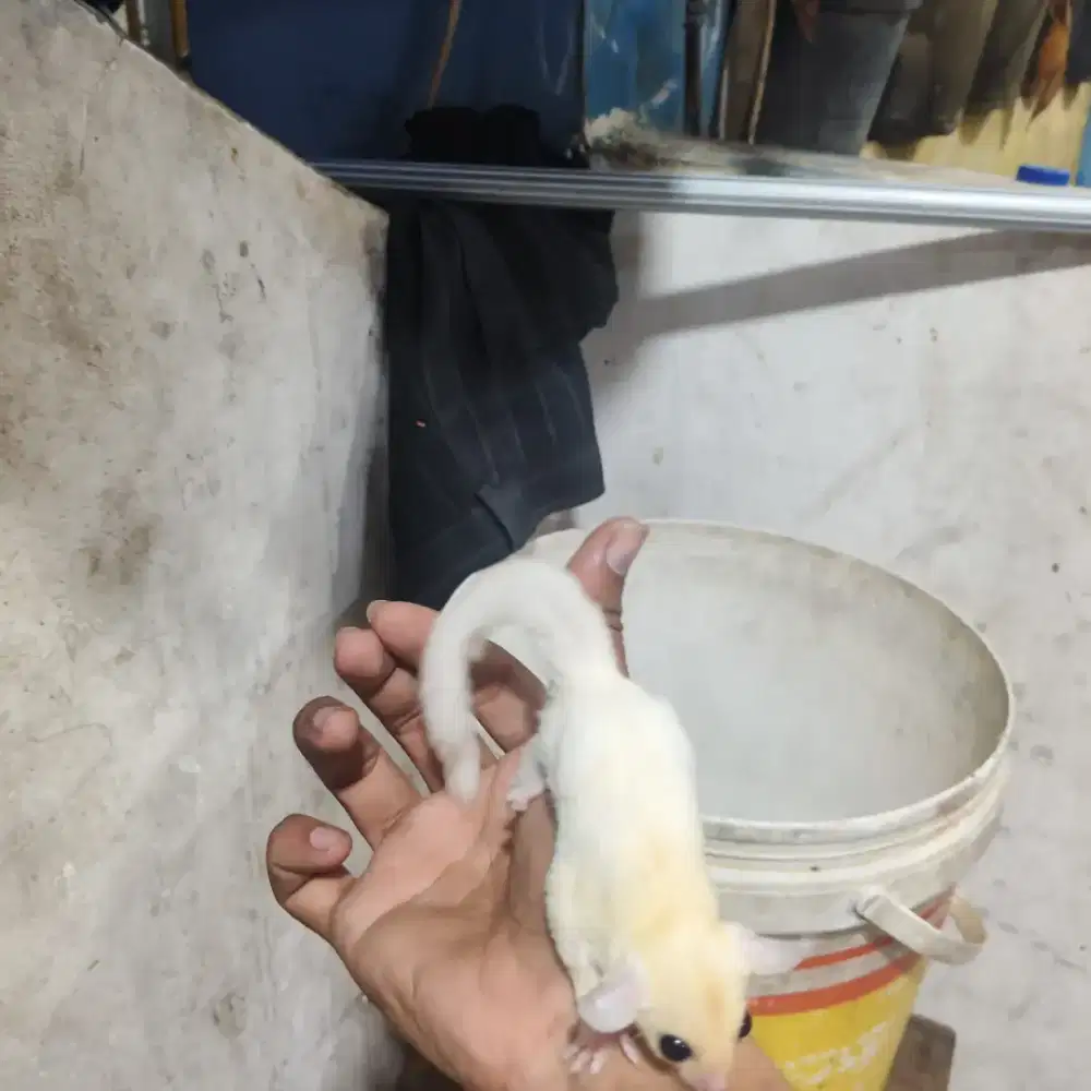 Joey leucistic jantan