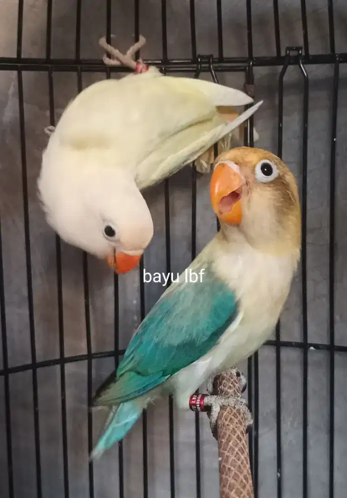 Burung Lovebird love bird Biola PB Euwing x Aqua Pastel Blue2 sepasang