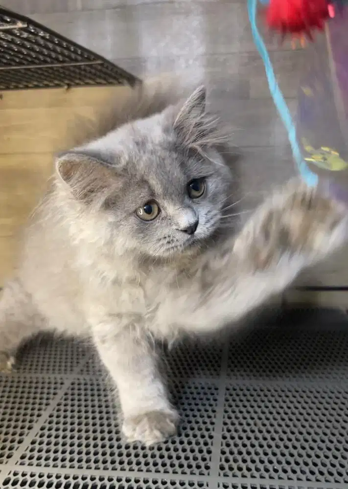 Kucing brittish longhair