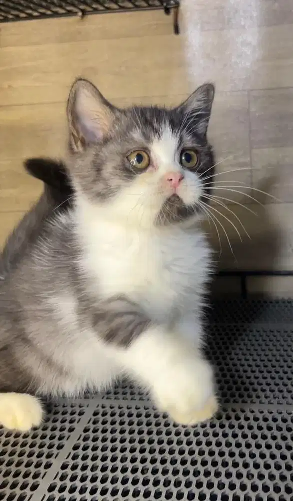 Brittish shorthair BSH