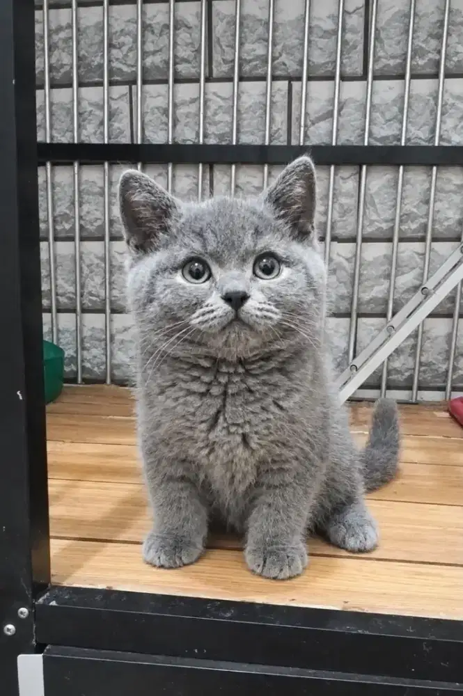 Bsh Blue Jantan Parent Ped WCF