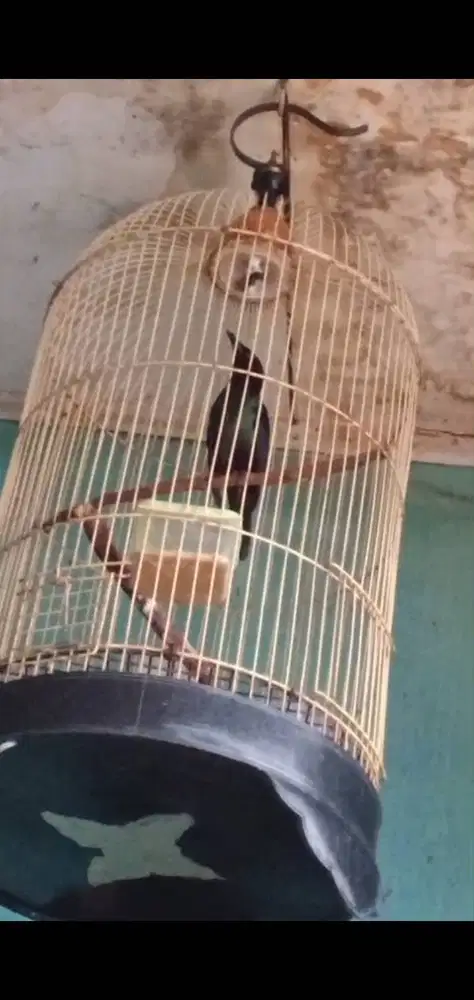 burung camperling rajin