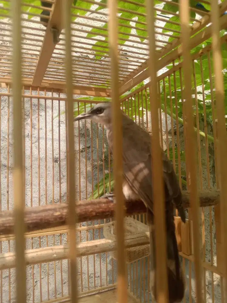 Burung crukcuk jatim jinak rajin