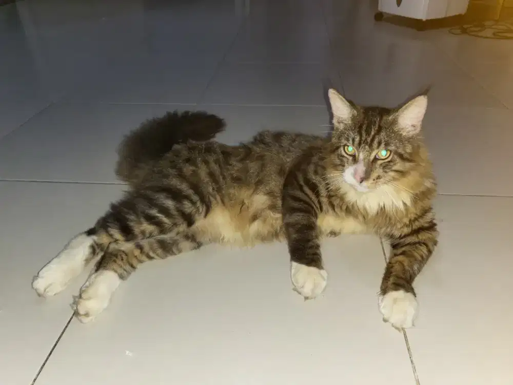 Kucing Maine coon laki