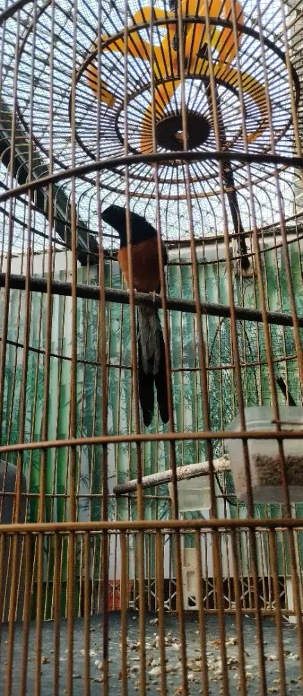 Murai Batu FS blorok tompel