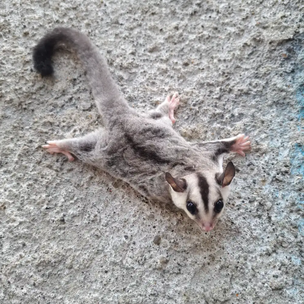 Sugar Glider White Face Betina