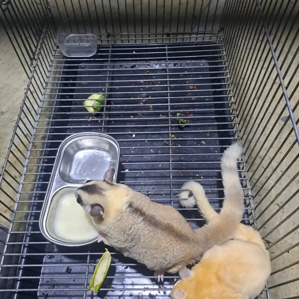 Sugar Glider Mozaik Ringtail  Betina