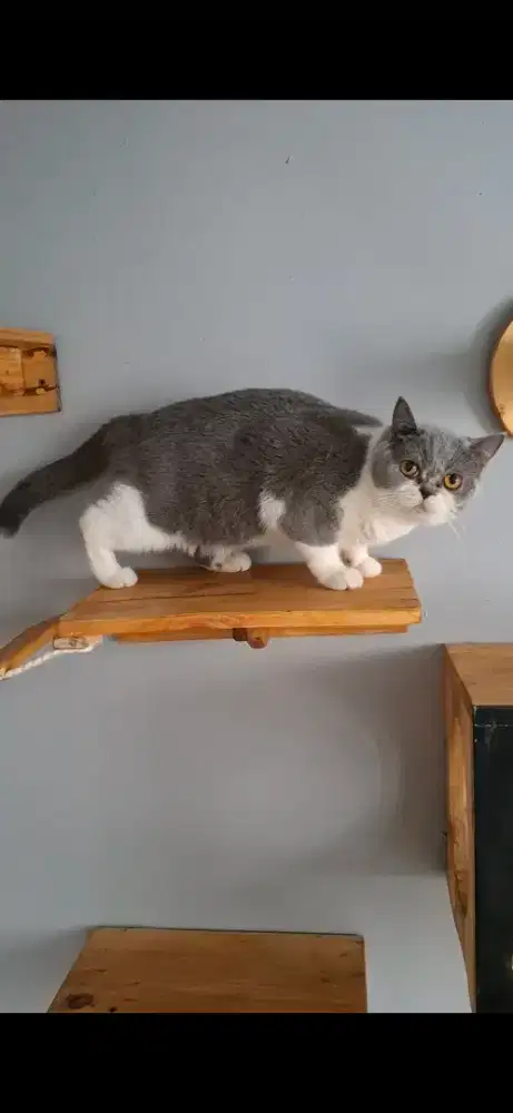 British shorthair betina