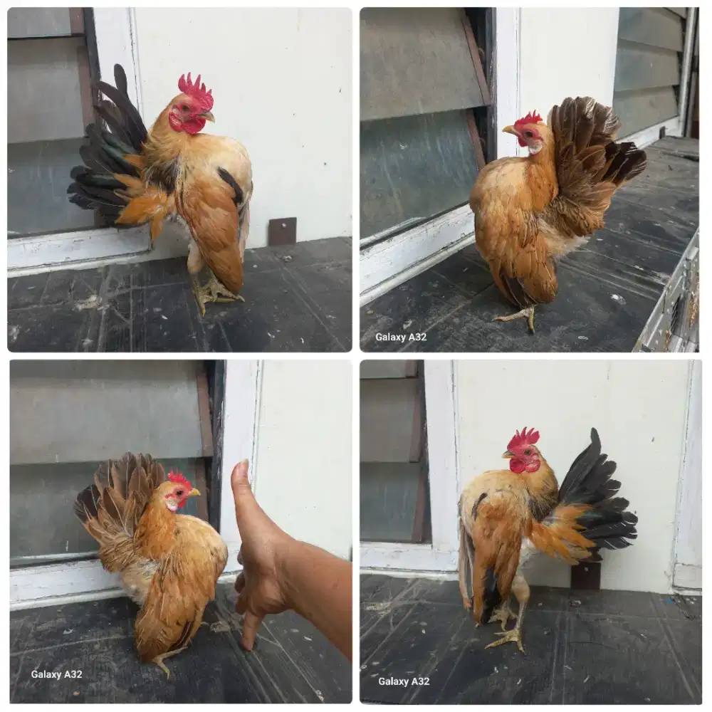 Sepasang induk ayam serama