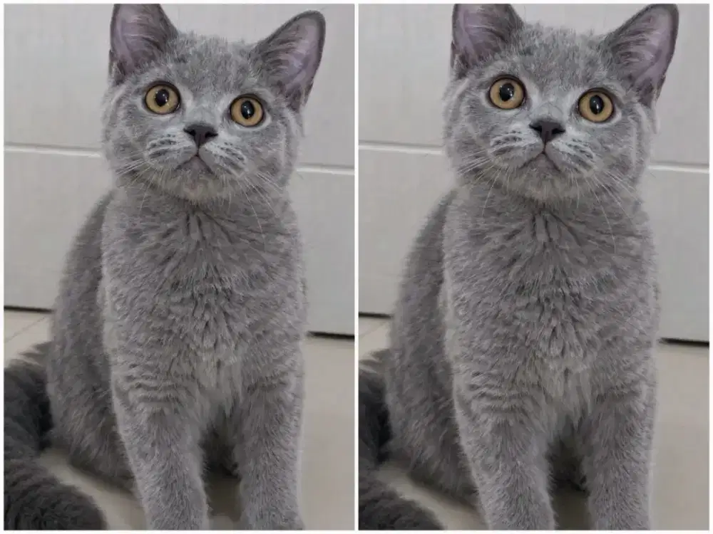 Kucing kitten British shorthair Bluesolid Betina