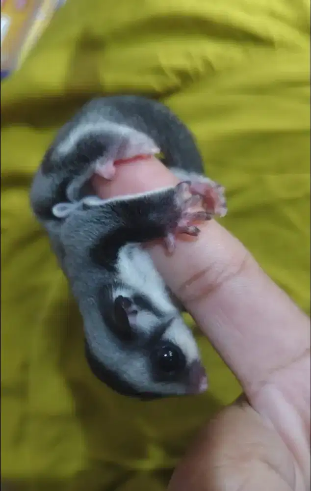 dijual sepasang sugar glider usia 1,5thn+ anaknya jantan usia 3 bulan