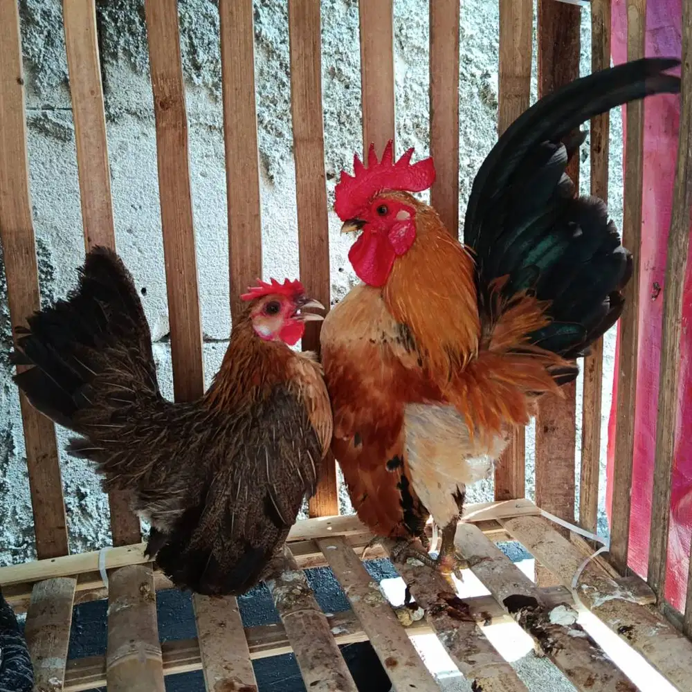 Ayam serama original malaysia jual anakkan foto induk terlampir