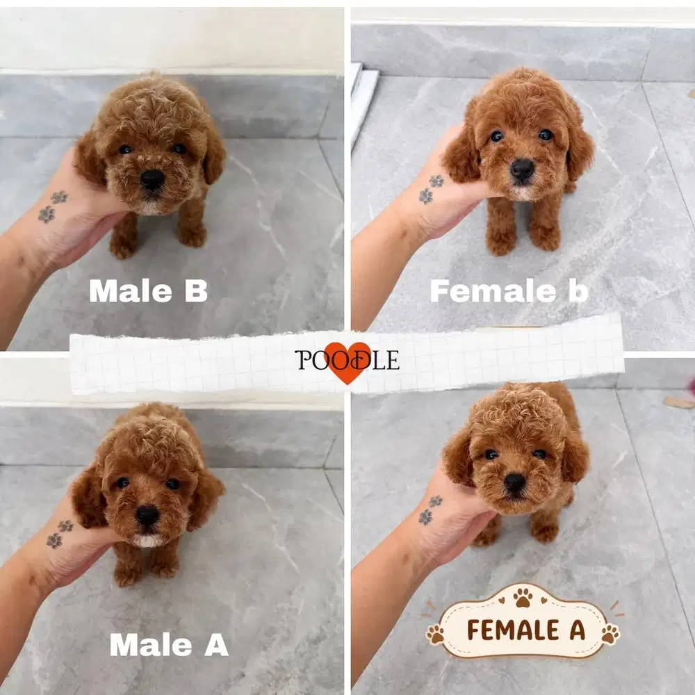 Poodle jual murah
