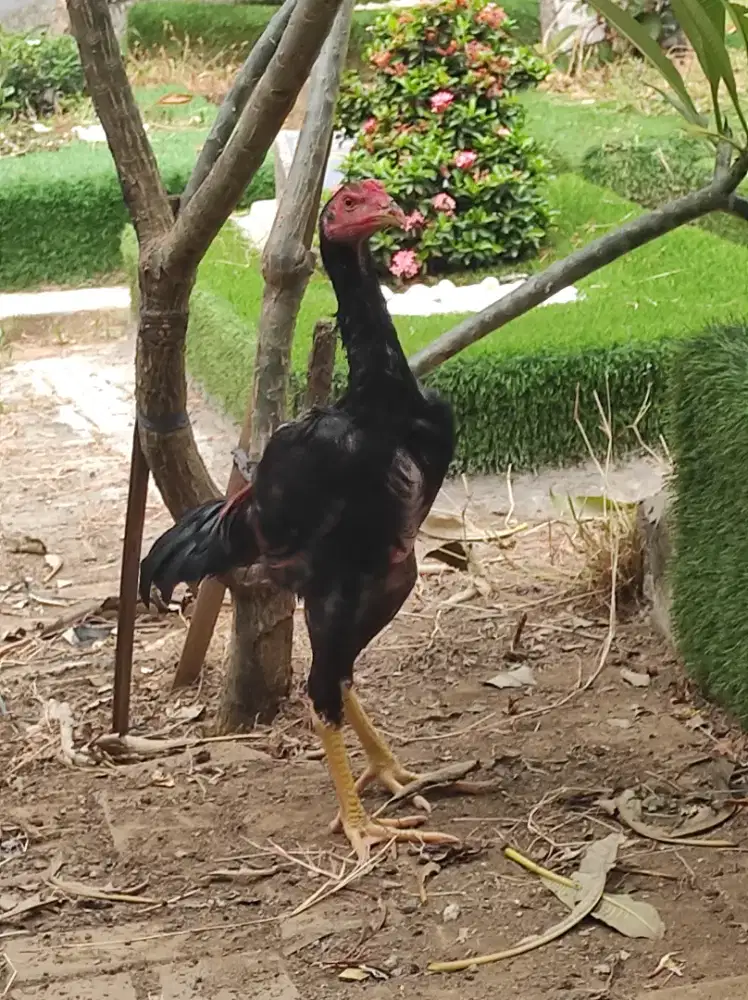 ayam Bangkok anakan
