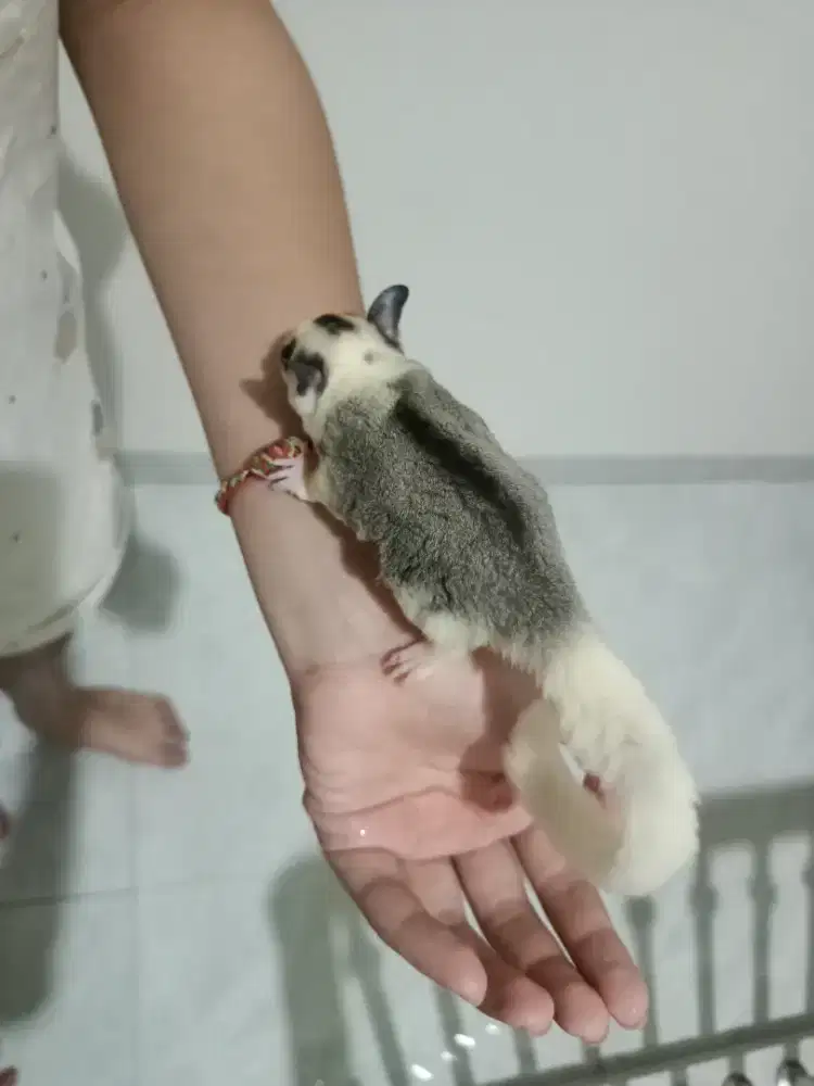 Joey sugar glider