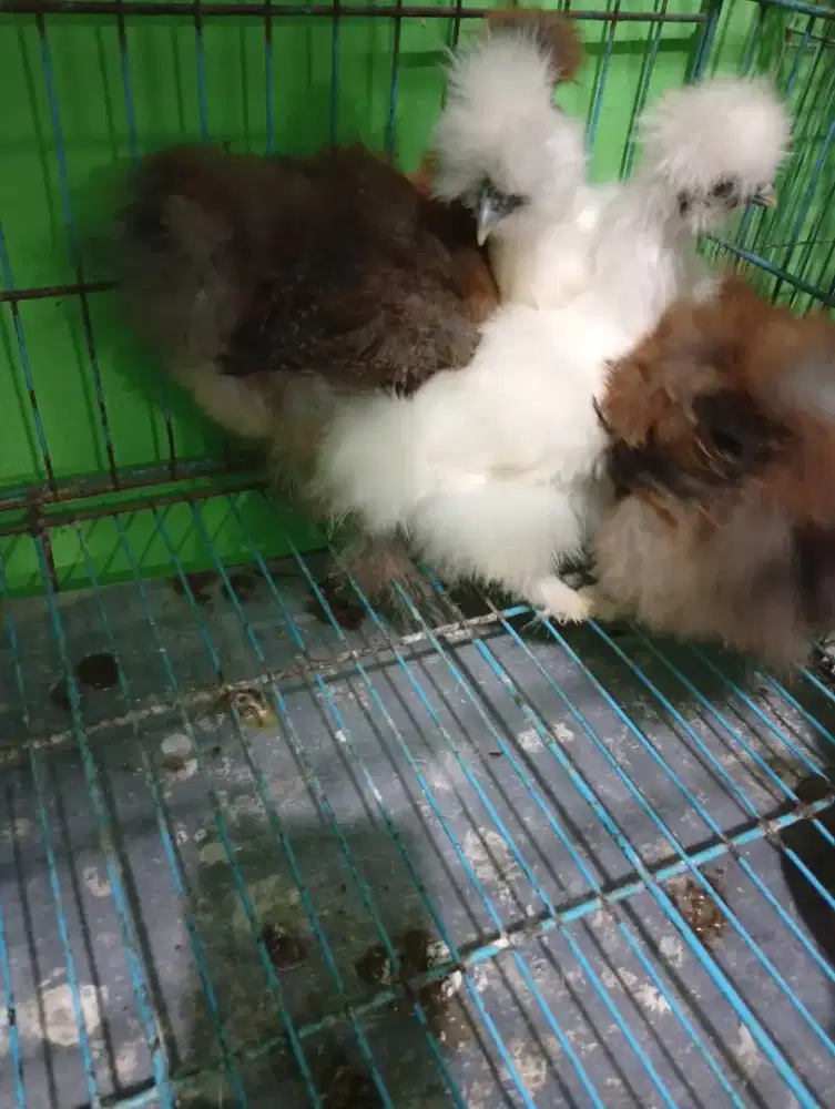 Ayam hias sylky