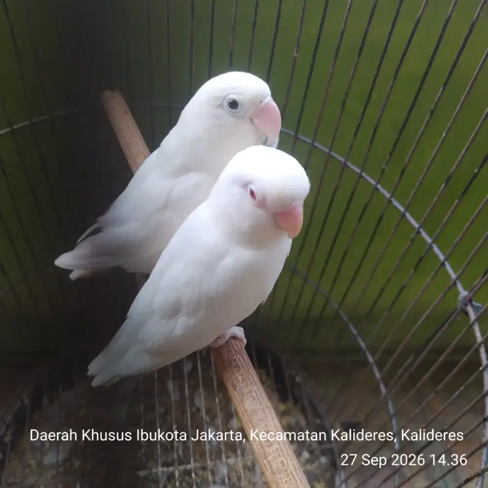 Lovebir albino sepasang