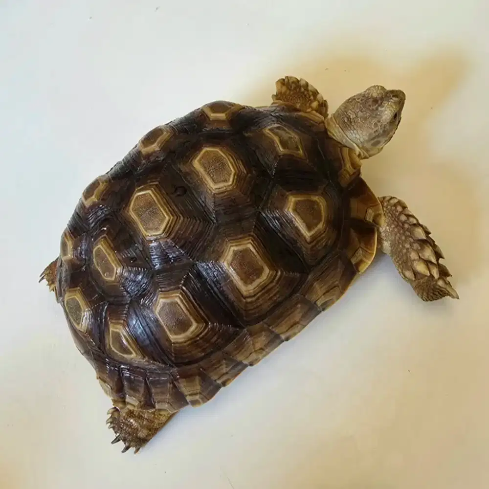 Kura Sulcata - Grade A+  Coffee ( 15 cm )