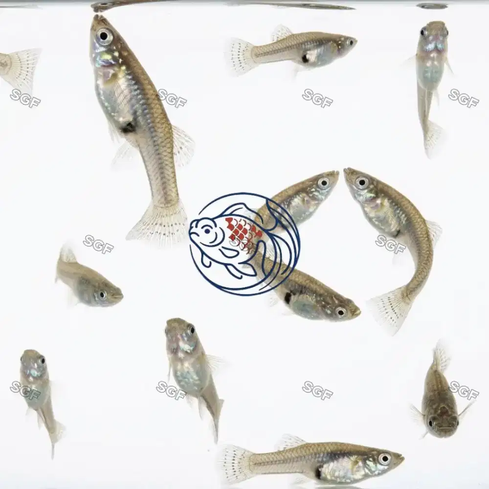 Ikan care/Ikan gatul  isi 100
