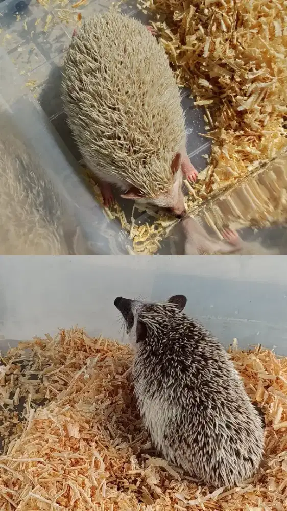 Landak Mini (LaMin) Hedgehog 3-4 Bulan