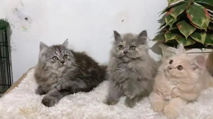 Kucing persia mc jantan dan betina 2,5bulan
