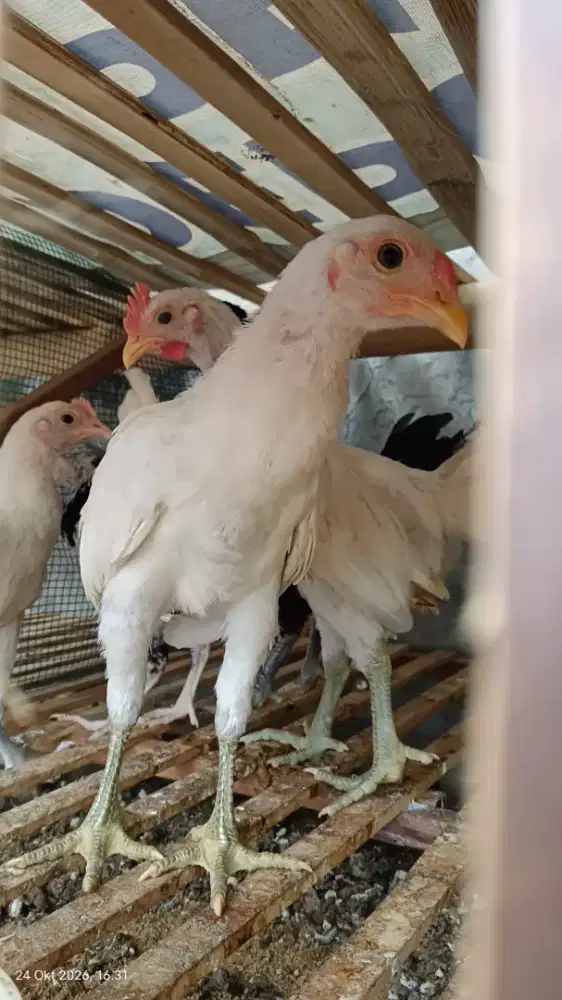 Anakan ayam kampung x ketawa