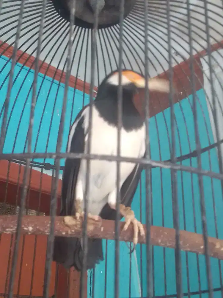 JALAK SUREN GACOR HARIAN BRSIK 850 FULSET NET