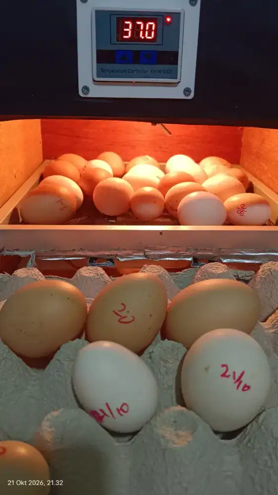 Telur ayam kampung, ayam arab, ayam elba