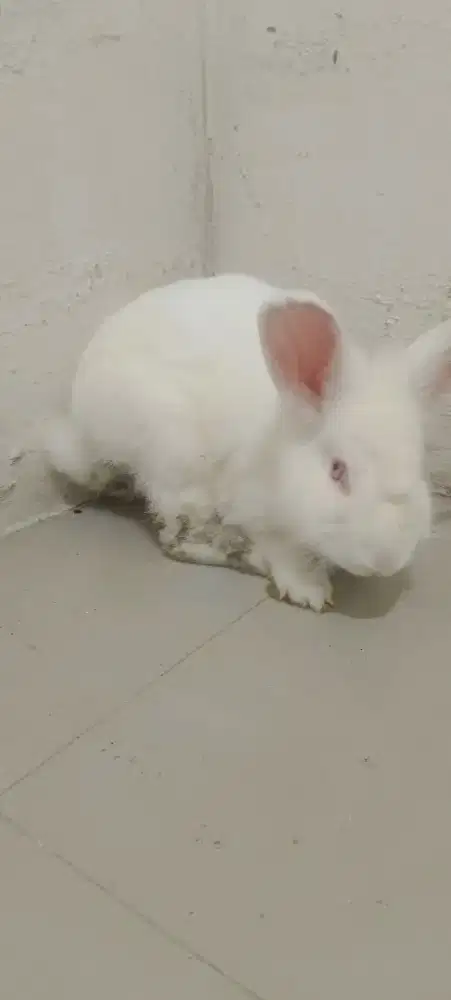 Kelinci putih gemoy.