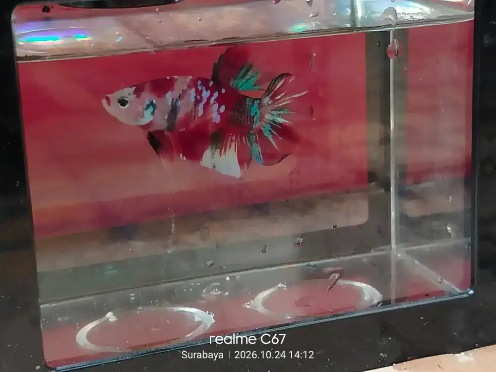 Ikan Cupang hias